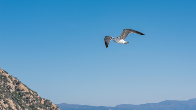 White sea gull flying in the blue sunny sky over the coast of the sea