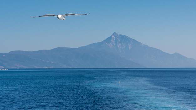 White sea gull flying in the blue sunny sky over the coast of the sea