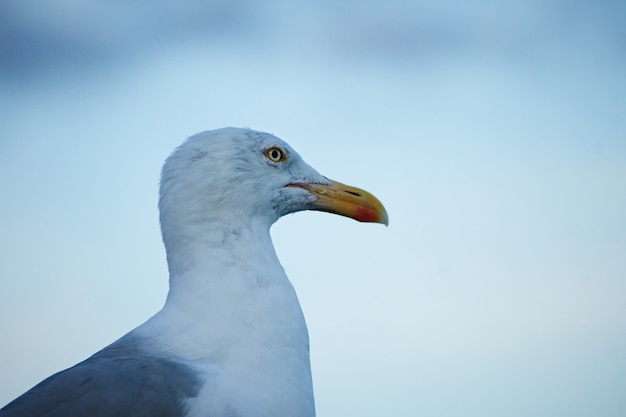 A white seagull against the sky