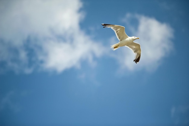 White seagull flying against the blue sky