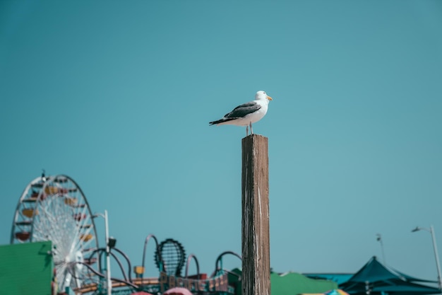 white seagull standing on wooden stick relaxing under blue sky. sea bird enjoy ocean view nature freedom lifestyle in santa monica pier. bokeh background amusement park with colorful ferris wheel