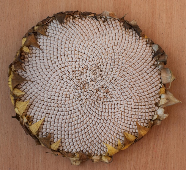 White seed ripe sunflower flower head top view albino sunflower