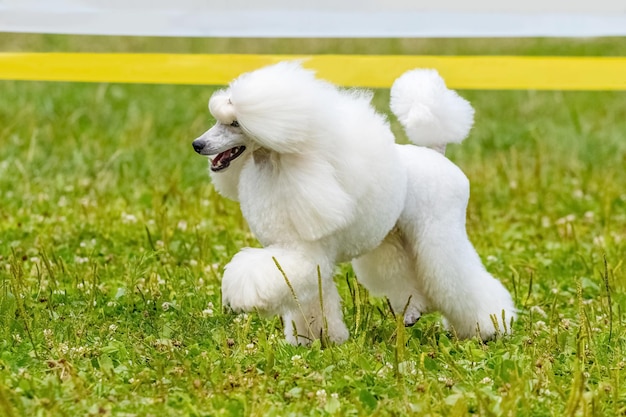 White shaggy poodle runs in the park on the grass