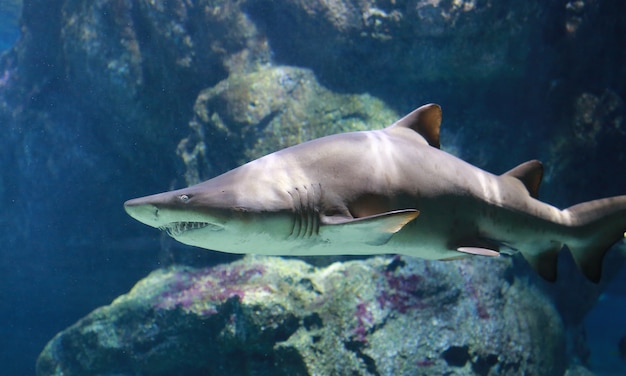 Photo white shark underwater