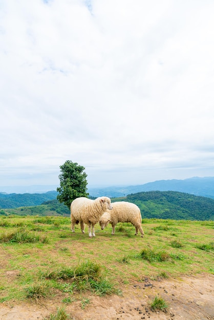 White sheep on mountain hill