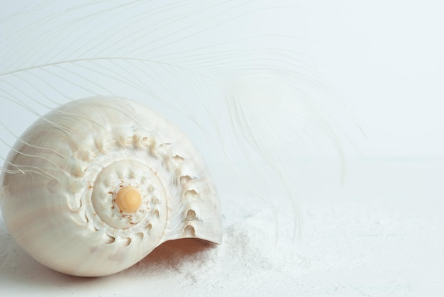 A white shell with a yellow feather on it