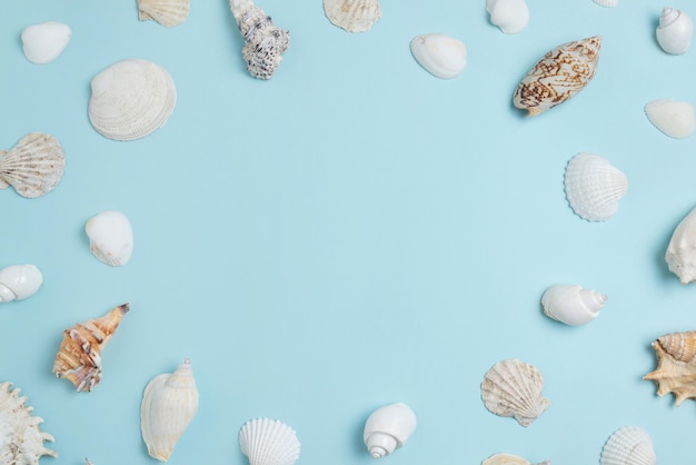 Photo white shells on sky blue surface with copy space in the middle summer top view flat lay composition