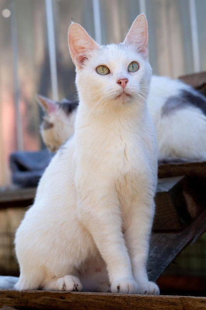 White shorthaired cat just sits