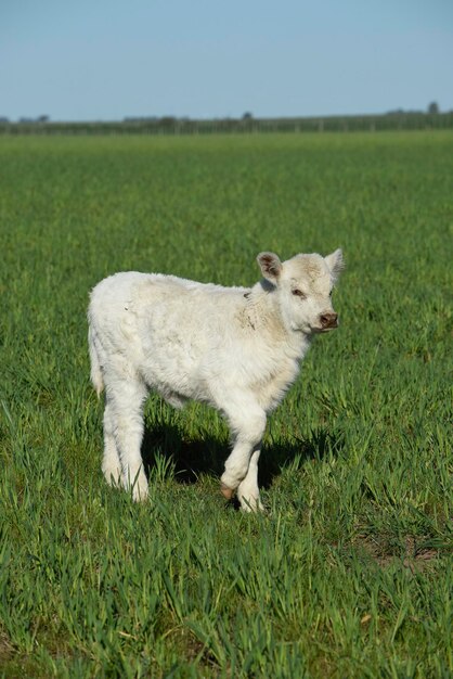 White Shorthorn calf in Argentine countryside La Pampa province Patagonia Argentina