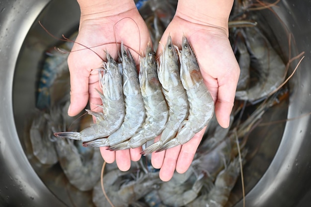 White shrimp raw shrimps on hand washing shrimp on bowl fresh shrimp prawns for cooking seafood food in the kitchen or buy shrimps on shop at the seafood market