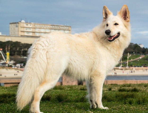 white siberian dog