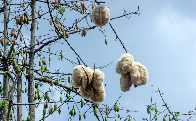 White silk cotton tree Ceiba pentandra Kapuk Randu Javanese