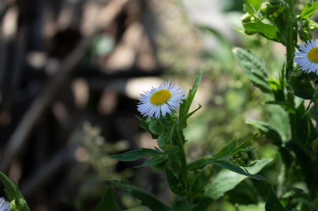 White small chamomile on a stem