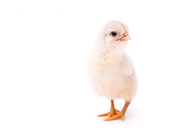 White small chicken isolated 