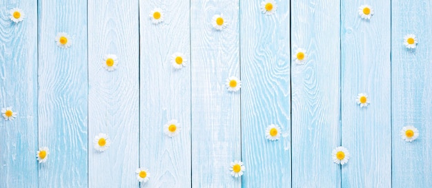 White small daisies on a blue wooden planks background