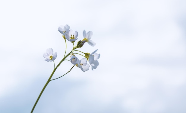 White small flower on a blue background