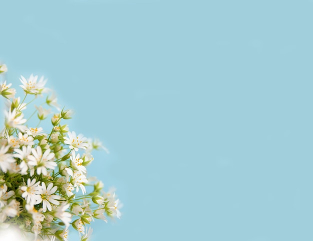 White small flowers on a blue background selected sharpness copy space Top view of a floral border