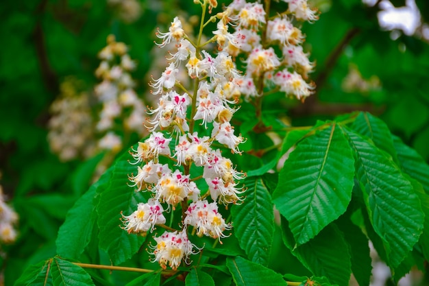 white small flowers of chestnut on a branch