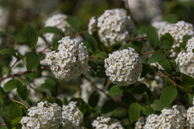 White small flowers in the form of a ball on a green background