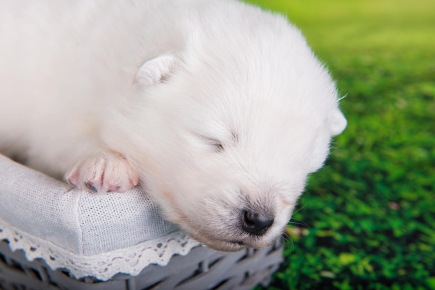 White small samoyed puppy dog on green grass background