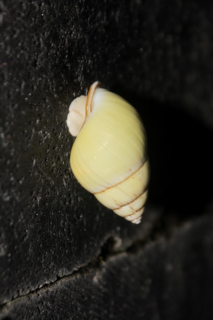 A white snail on a dark background