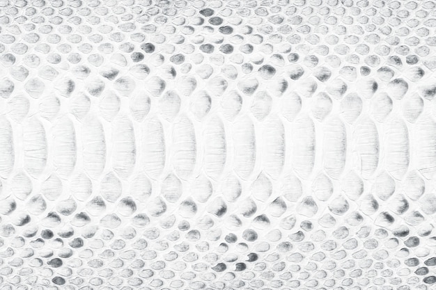 White snake skin texture natural reptile leather as background