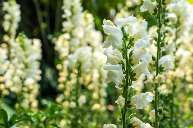 White Snapdragon flower in the garden