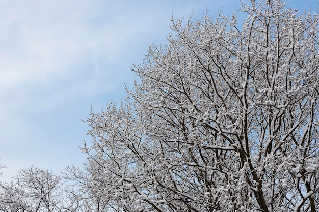 White snow on a bare tree branches on a frosty winter day close up natural background selective bota