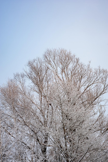 White snow on a bare tree branches on a frosty winter day, close up. Selective botanical background