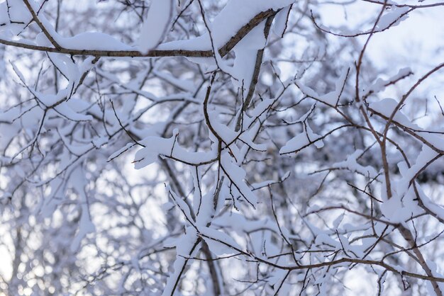 White snow on a bare tree branches on a frosty winter day, close up