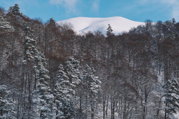 White snow-covered mountain  Christmas trees and blue sky