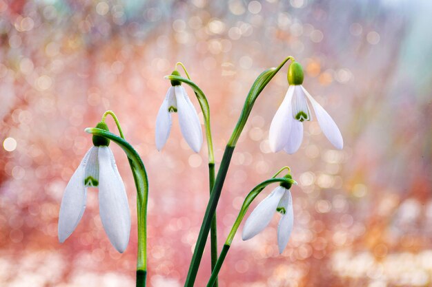 Photo white snowdrops on bright blurred sunny background_