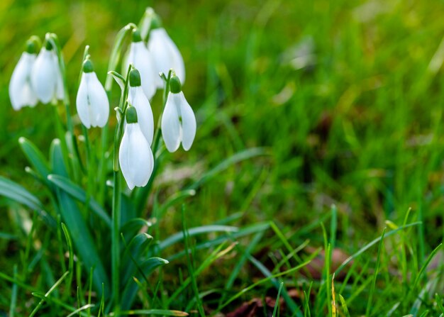 White snowdrops on green grass on a spring  sunny day Space for text High quality photo