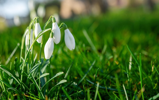 White snowdrops on green grass on a spring sunny day Space for text High quality photo