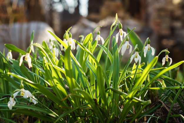 White snowdrops lighted by the sun