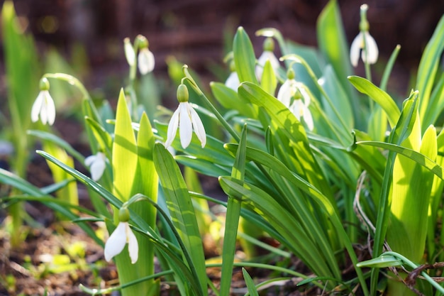 White snowdrops lighted by the sun