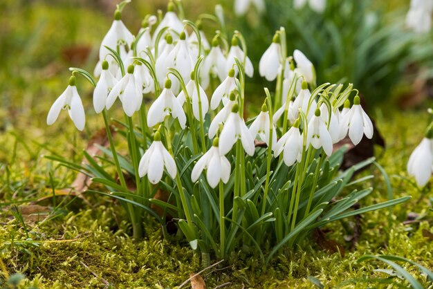 white Snowdrops on nature scenery in spring