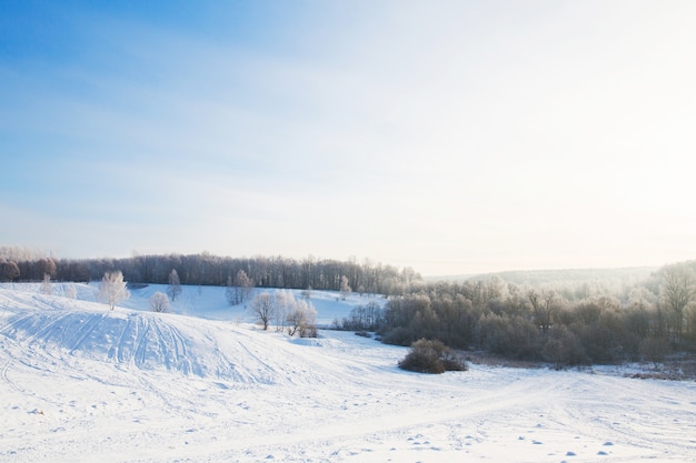 White snowy field in winter forest. Beautiful landscape