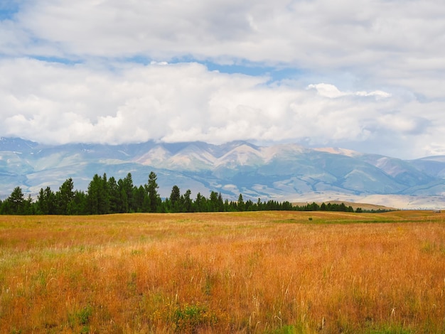 White snowy peaks of mountains in the distance over a coniferous forest and a green spring pasture Bright alpine landscape with snowy mountain peak in sunny day