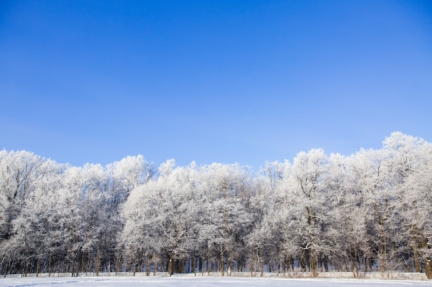 White snowy trees in winter forest on the field. Beautiful winte