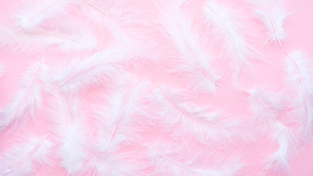 White soft feathers on a pink background