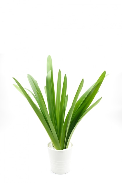 White space background with fresh green plant decorations. 