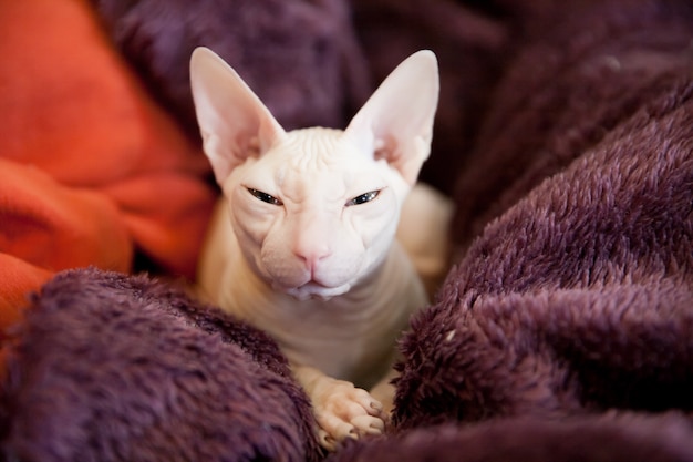 white sphynx cat portrait on purple fluffy blanket