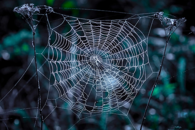 White spider web in the center on a dark background at night