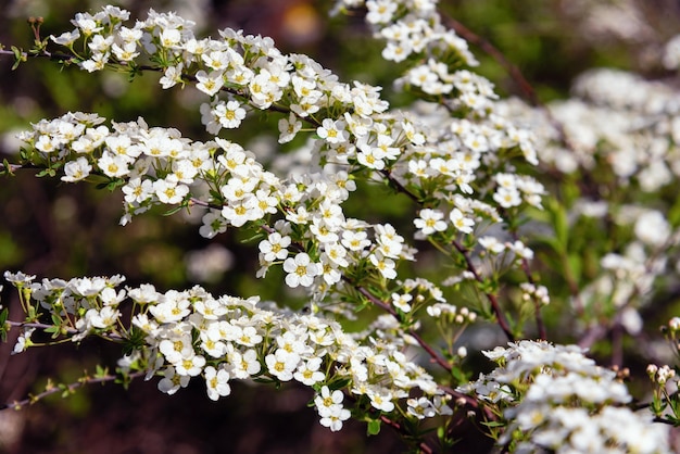 White spirea flowers in the garden background