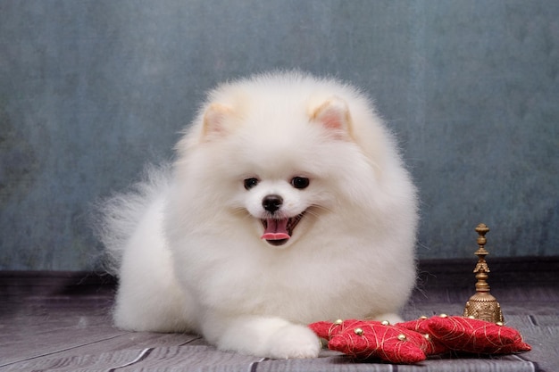 White Spitz in a beautiful haircut lies with his mouth open