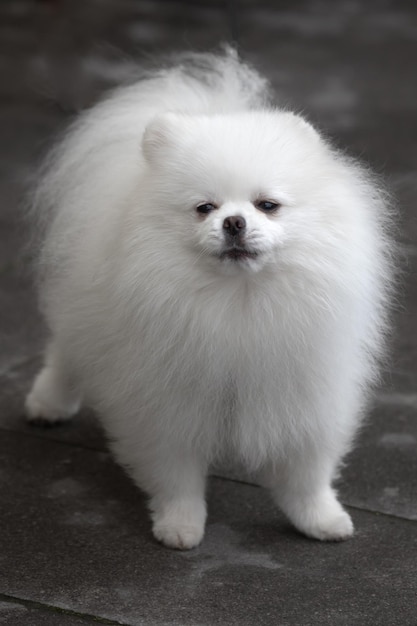 White Spitz Dog of small breed Long white fur Thoroughbred pet Funny puppy Female dog