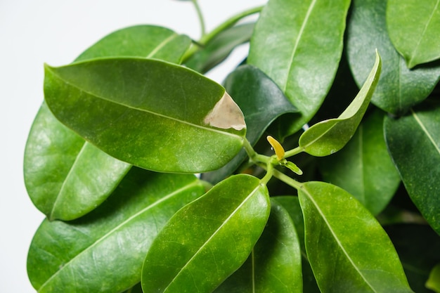 White spots on the green leaf of the houseplant jasmine