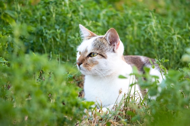 The white spotted cat hides in the green grass in the garden