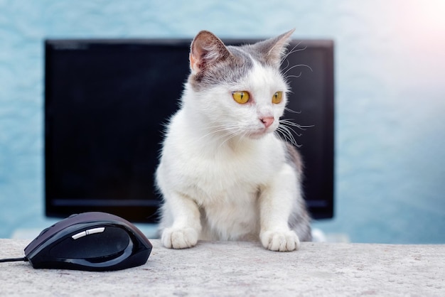 A white spotted cat sits at a table near a computer mouse and a monitor Work in the office